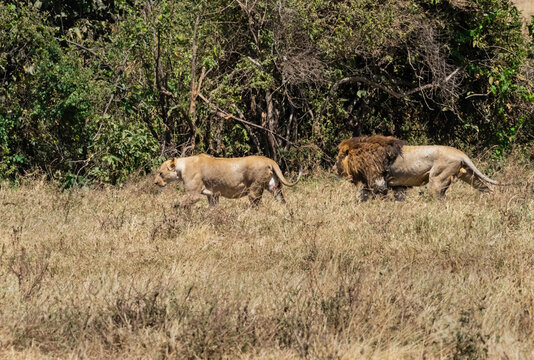Lion Couple at Ngorongoro, Tanzania