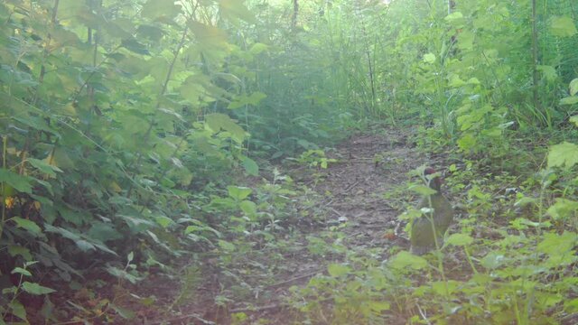 European green woodpecker Picus viridis bird hopping and pecking on the ground for food filmed from a trail camera fixed on a tree.