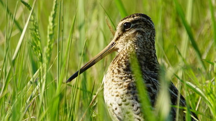 Great snipe (Gallinago media) in mating period, male dancing in the spring
