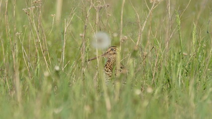 Great snipe (Gallinago media) in mating period, male dancing in the spring