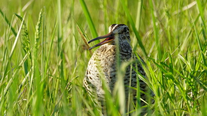 Great snipe (Gallinago media) in mating period, male dancing in the spring
