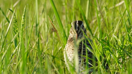Great snipe (Gallinago media) in mating period, male dancing in the spring