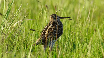 Great snipe (Gallinago media) in mating period, male dancing in the spring