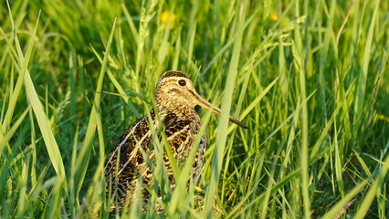 Great snipe (Gallinago media) in mating period, male dancing in the spring