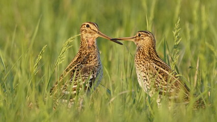 Great snipe (Gallinago media) in mating period, male dancing in the spring
