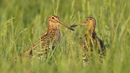 Great snipe (Gallinago media) in mating period, male dancing in the spring