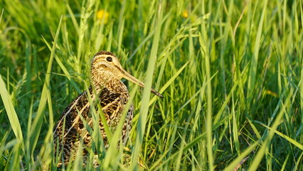Great snipe (Gallinago media) in mating period, male dancing in the spring