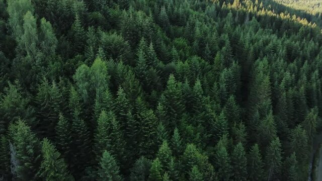 aerial view trees drone flying over mountains forest above canopy at sunlight beautiful green landscape of carpathians travel journey