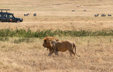 Male Lion at Ngorongoro, Tanzania