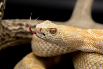 Albino Western Diamondback Rattlesnake posing with tongue out