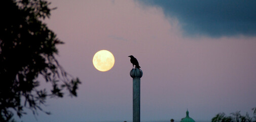 Fototapeta na wymiar Crow at Dusk next to the Full Moon