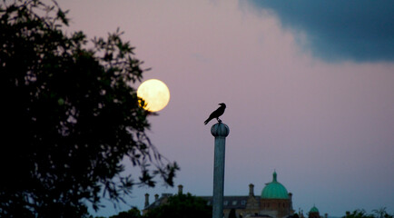 Fototapeta na wymiar Crow at Dusk next to the Full Moon