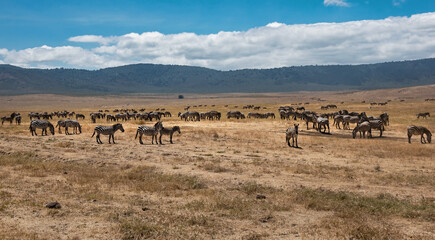 Naklejka na ściany i meble Zebra Herd at Ngorongoro, Tanzania