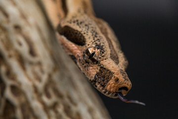 Close-up Eye shot of Red-tailed Boa Constrictor