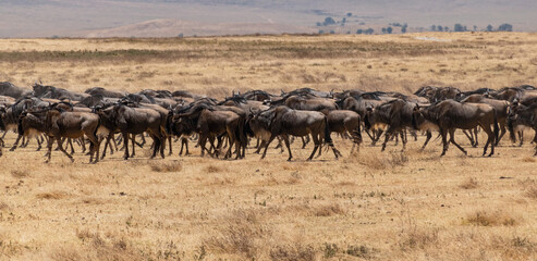 Fototapeta na wymiar Wildebeest Herd Running at Ngorongoro, Tanzania