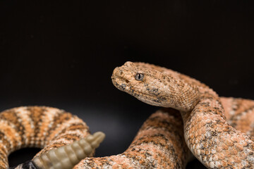 Fototapeta premium Speckled rattlesnake posing with tongue out