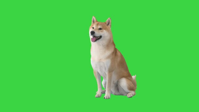 Red shiba inu sitting down on a Green Screen, Chroma Key.