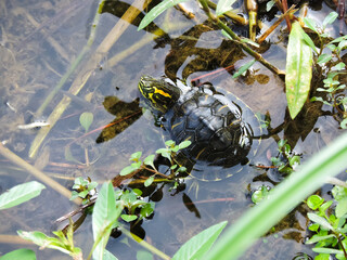 Baby Turtle by the Shore