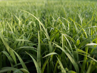 spring season abstract natural background of green rice farm close up with water drop . grass with water drops . 