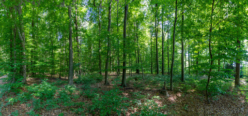 Fototapeta na wymiar panoramic view of an oak forest