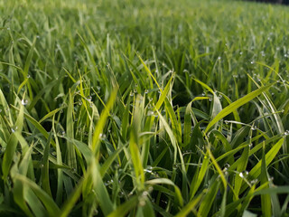 spring season abstract natural background of green rice farm close up with water drop . grass with water drops . 