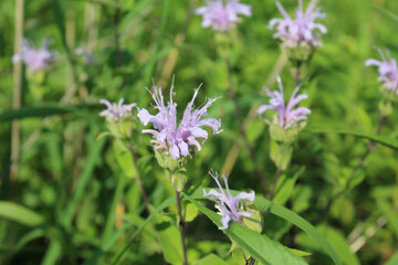 Bunch of wild bergamot at Miami Woods in Morton Grove, Illinois