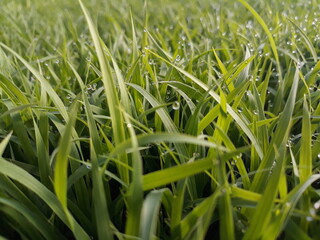spring season abstract natural background of green rice farm close up with water drop . grass with water drops . 