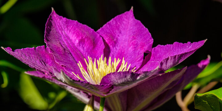 Climatis at Sunrise 2