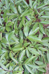 close up of green leaves