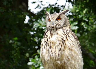 Eagle owl at Warwick Castle , UK