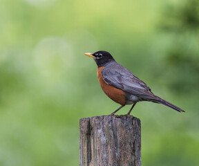 American Robin Perched on Wooden Post
