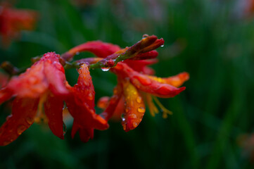 ヒメオウギズイセン