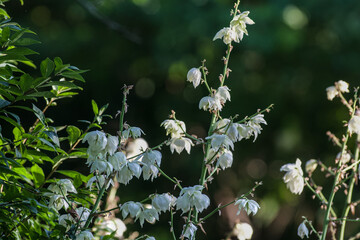 White Adam's Needle (Yucca Filamentosa) in the Garden on a Sunny Day