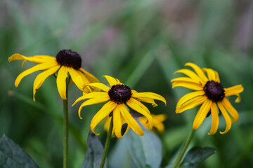 Black Eyed Susan Daisy (Rudbeckia Hirta) in the Garden