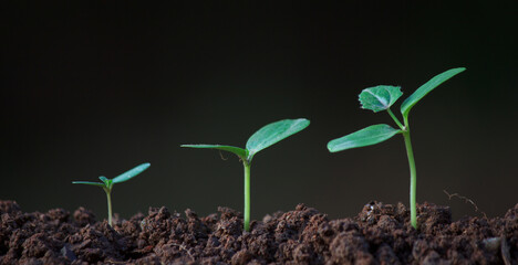 The growth of seedlings, natural concepts