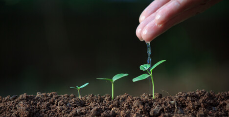 The growth of seedlings, natural concepts
