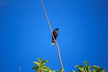 Acridotheres bird perched on a tree with a blue background