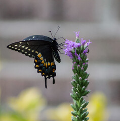 Black Swallowtail Butterfly Perched on Purple Flower