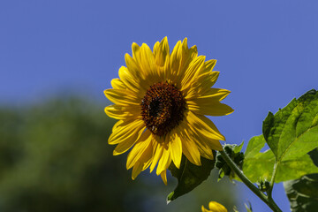 Bloomed Sunflower in the Garden on a Sunny Summer Day