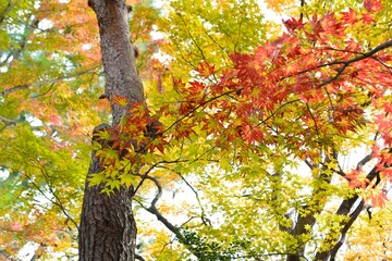 Fototapeta premium カラフルに紅葉した日本の楓