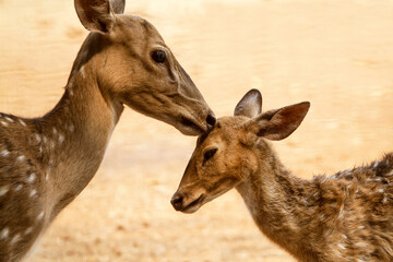 Fototapeta premium white tailed deer