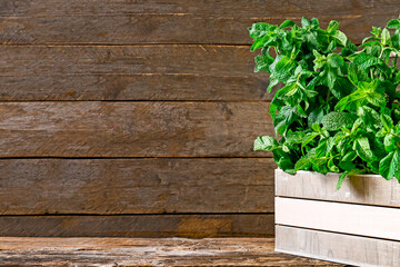 Fresh green mint in basket on wooden background