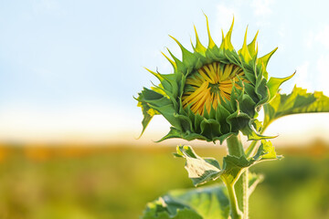 Beautiful sunflower in field on summer day
