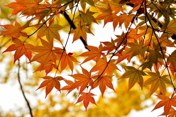 カラフルに紅葉した日本の楓