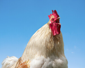 Rooster crowing portrait closeup
