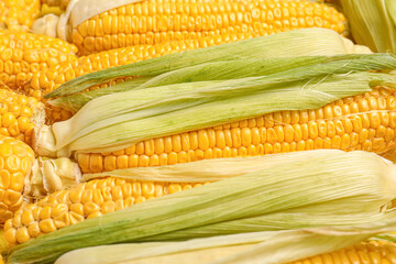 Fresh corn cobs as background