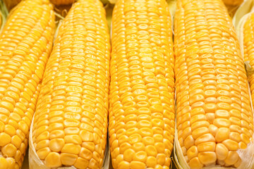 Fresh corn cobs as background