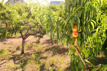 Peach tree on summer day
