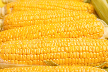 Fresh corn cobs as background
