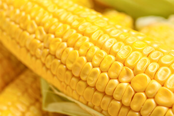 Fresh corn cob, closeup view